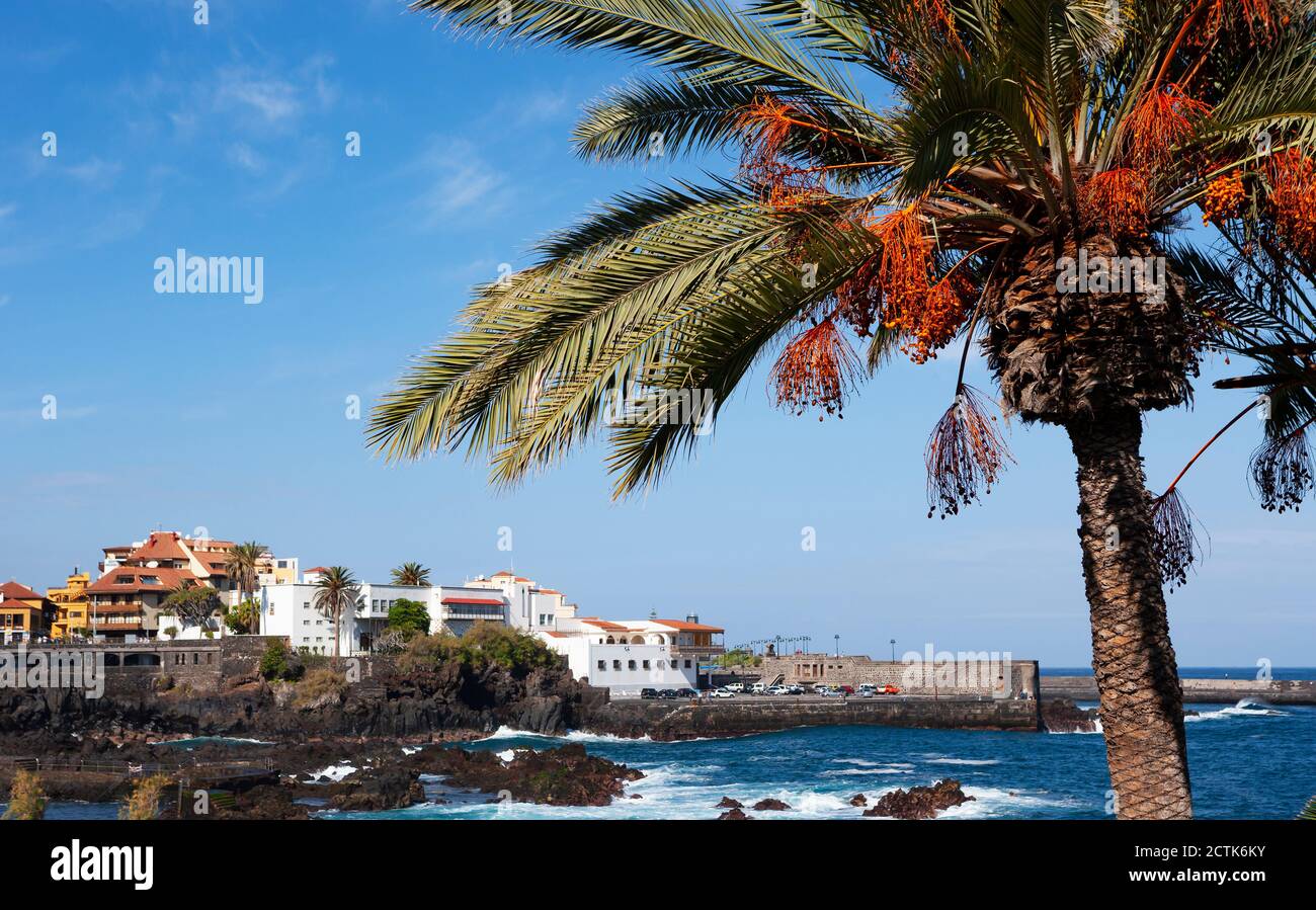 Spagna, Isole Canarie, Puerto de la Cruz, palme sulla passeggiata di Punta del Viento in estate Foto Stock
