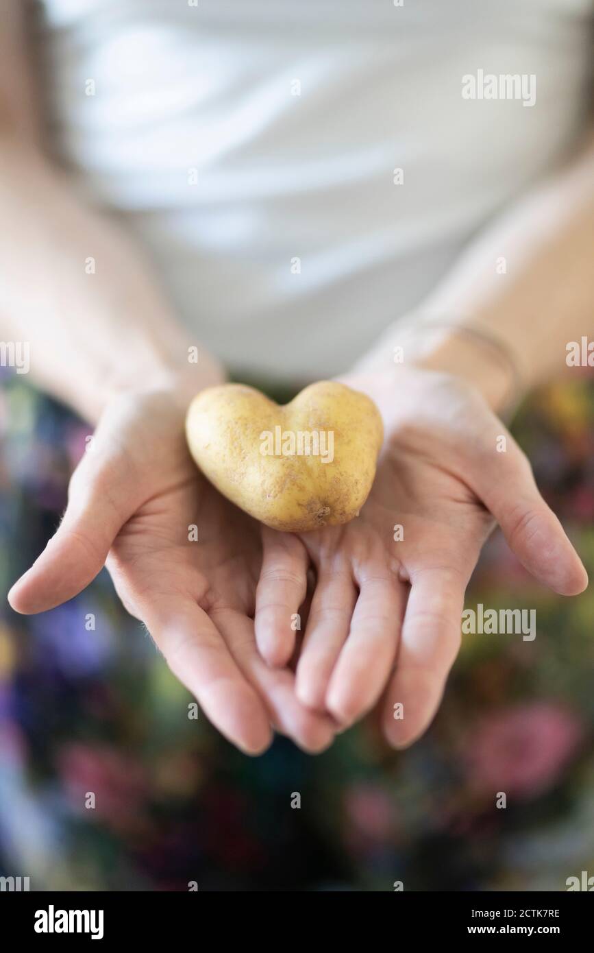 Donna di mani heartshaped potato Foto Stock