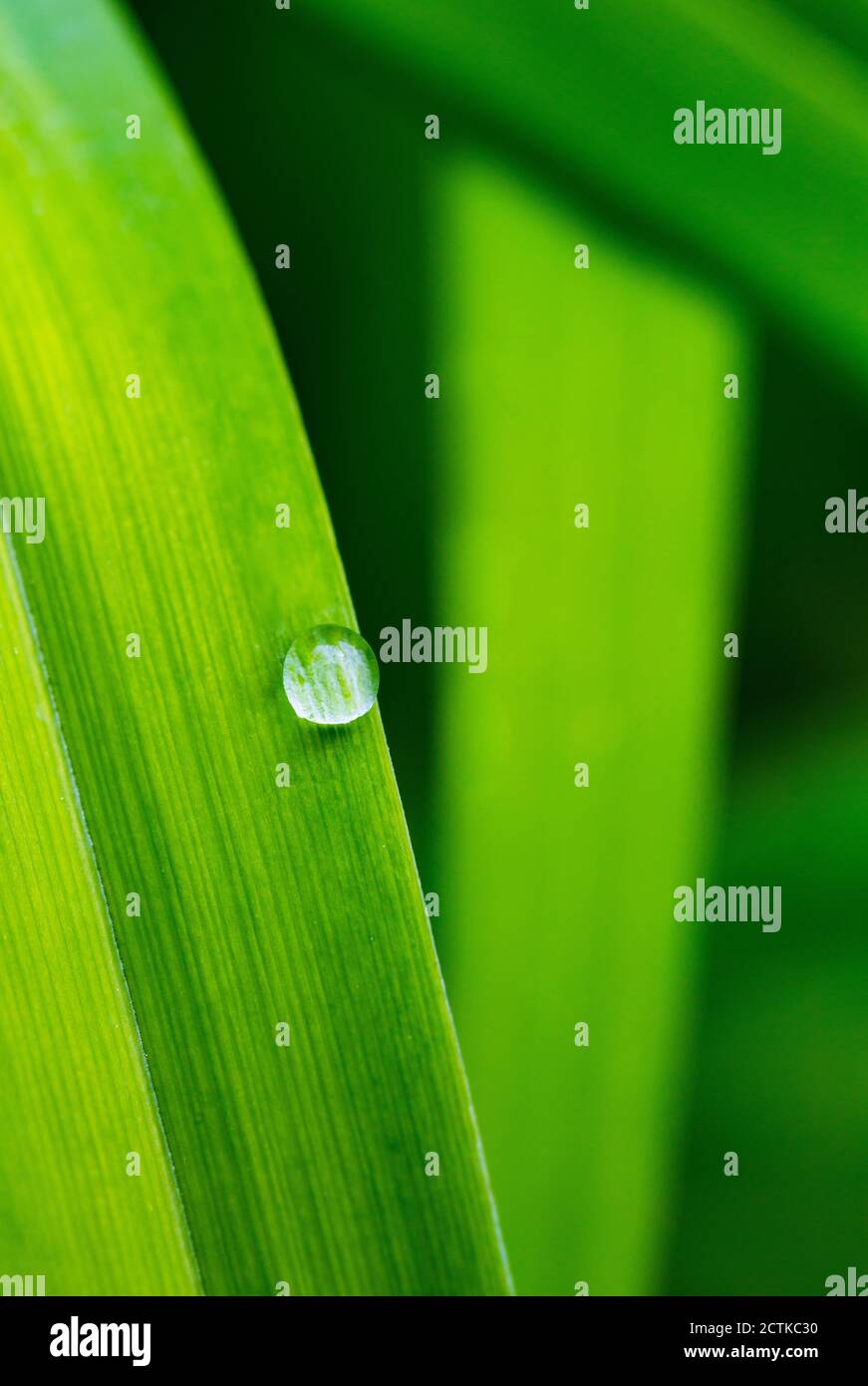 Raindrop su foglia di lilium verde Foto Stock
