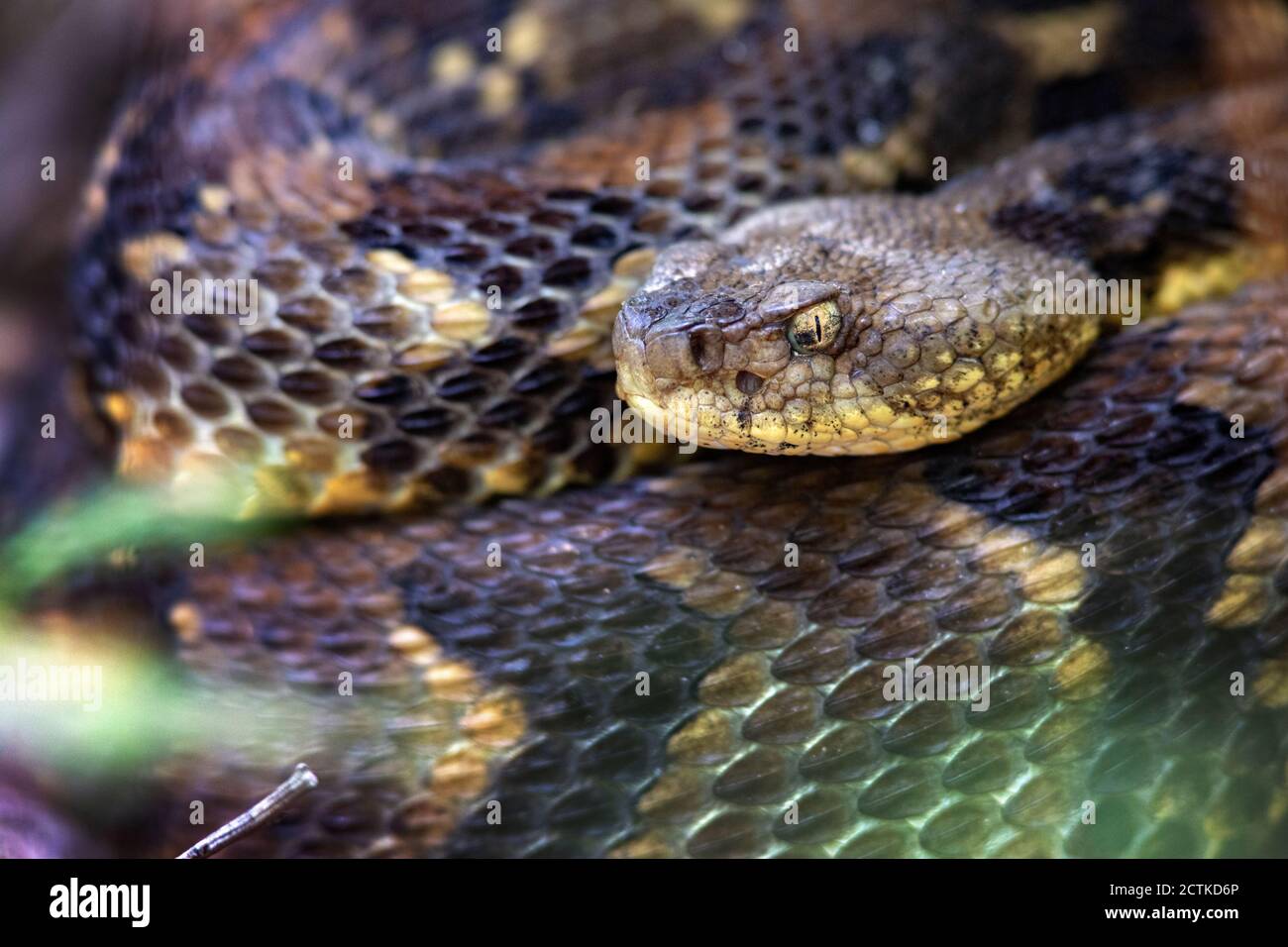 Legname Rattlesnake (Crotalus horridus) - Bracken Mountain Preserve, vicino Pisgah National Forest - Brevard, Carolina del Nord, Stati Uniti Foto Stock