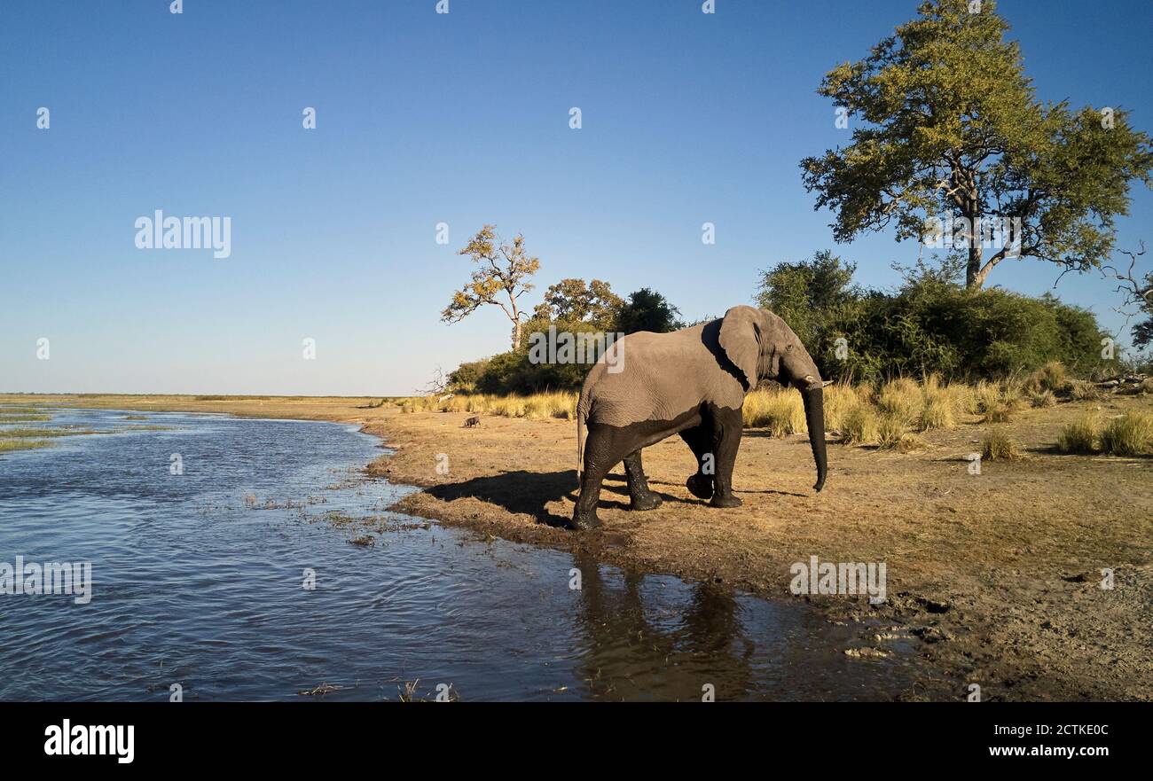 Elefante che esce dal fiume a Caprivi Strip, Namibia Foto Stock