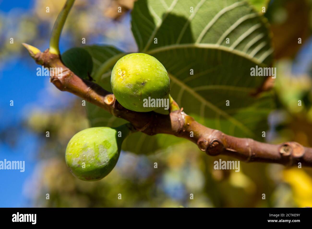 Fichi che crescono sul ramo dell'albero Foto Stock