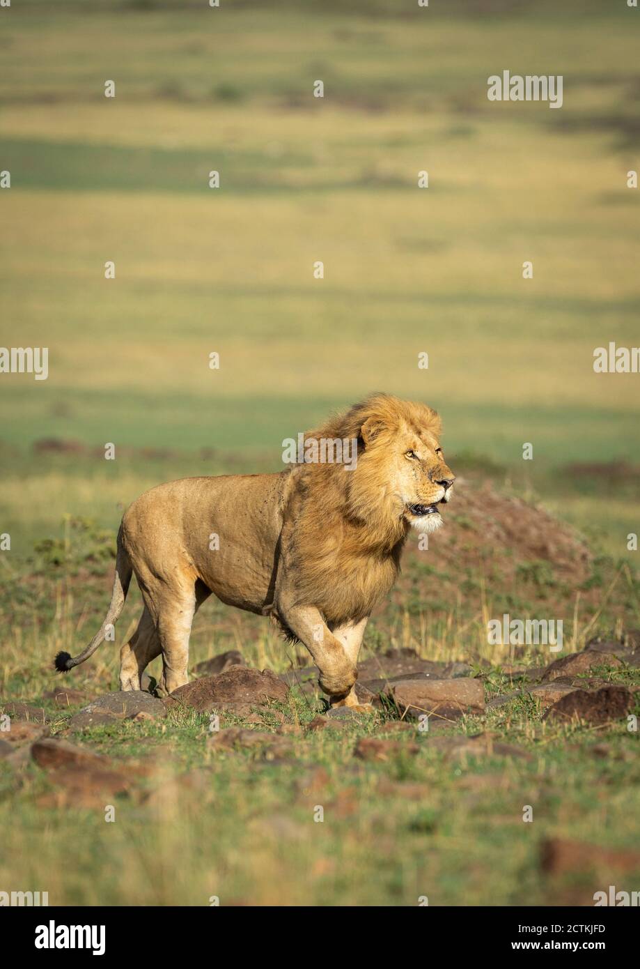 Ritratto verticale di un leone maschio con una bella mane Camminando sopra le rocce in Masai Mara in Kenya Foto Stock