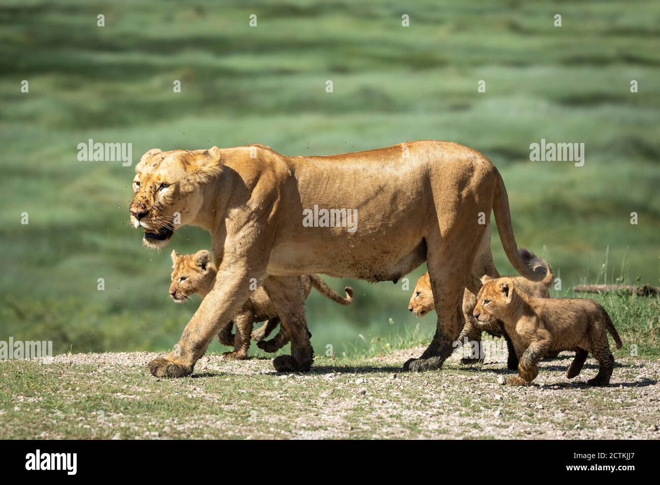 La leonessa madre e i suoi piccoli leoni che camminano insieme dentro Ngorongoro in Tanzania Foto Stock
