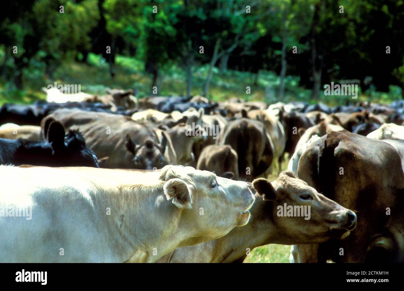 Mucche/bovini su terreni agricoli, Tasmania, Australia Foto Stock