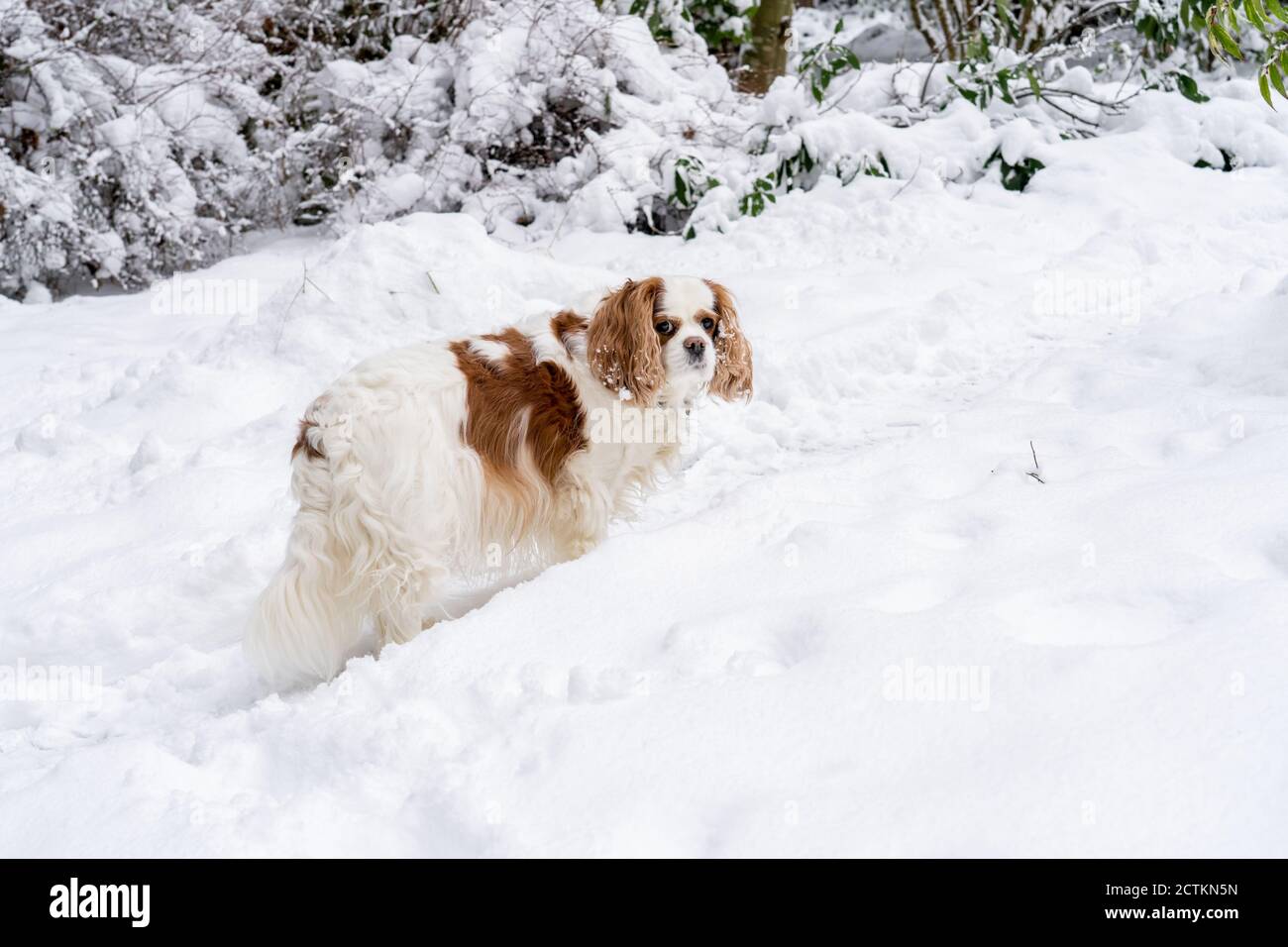 Issaquah, Washington, Stati Uniti. 'andy', un anziano Cavalier Re Charles Spaniel che cammina su un sentiero sgombrato nella neve, facendo una pausa per guardare indietro. (PR) Foto Stock
