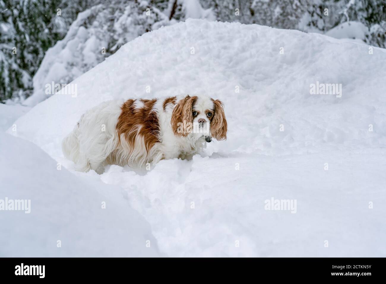 Issaquah, Washington, Stati Uniti. 'andy', un anziano re Cavalier Charles Spaniel, camminando nella neve fino al ventre, facendo una pausa per guardare la macchina fotografica come la s. Foto Stock