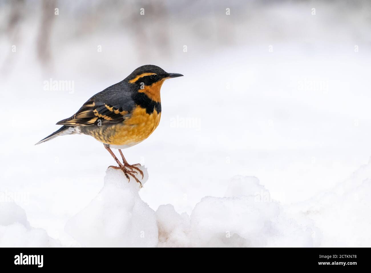 Issaquah, Washington, Stati Uniti. Il maschio variava Thrush in piedi su un mucchio profondo di neve, in attivo nevicata. Foto Stock