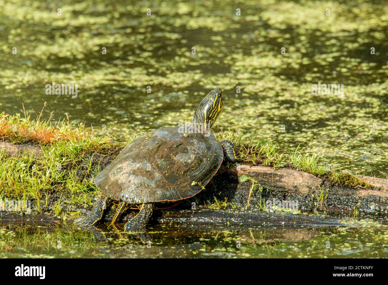 Ridgefield National Wildlife Refuge, Washington, USA. Tartaruga dipinta abbronzarsi su un tronco. Foto Stock
