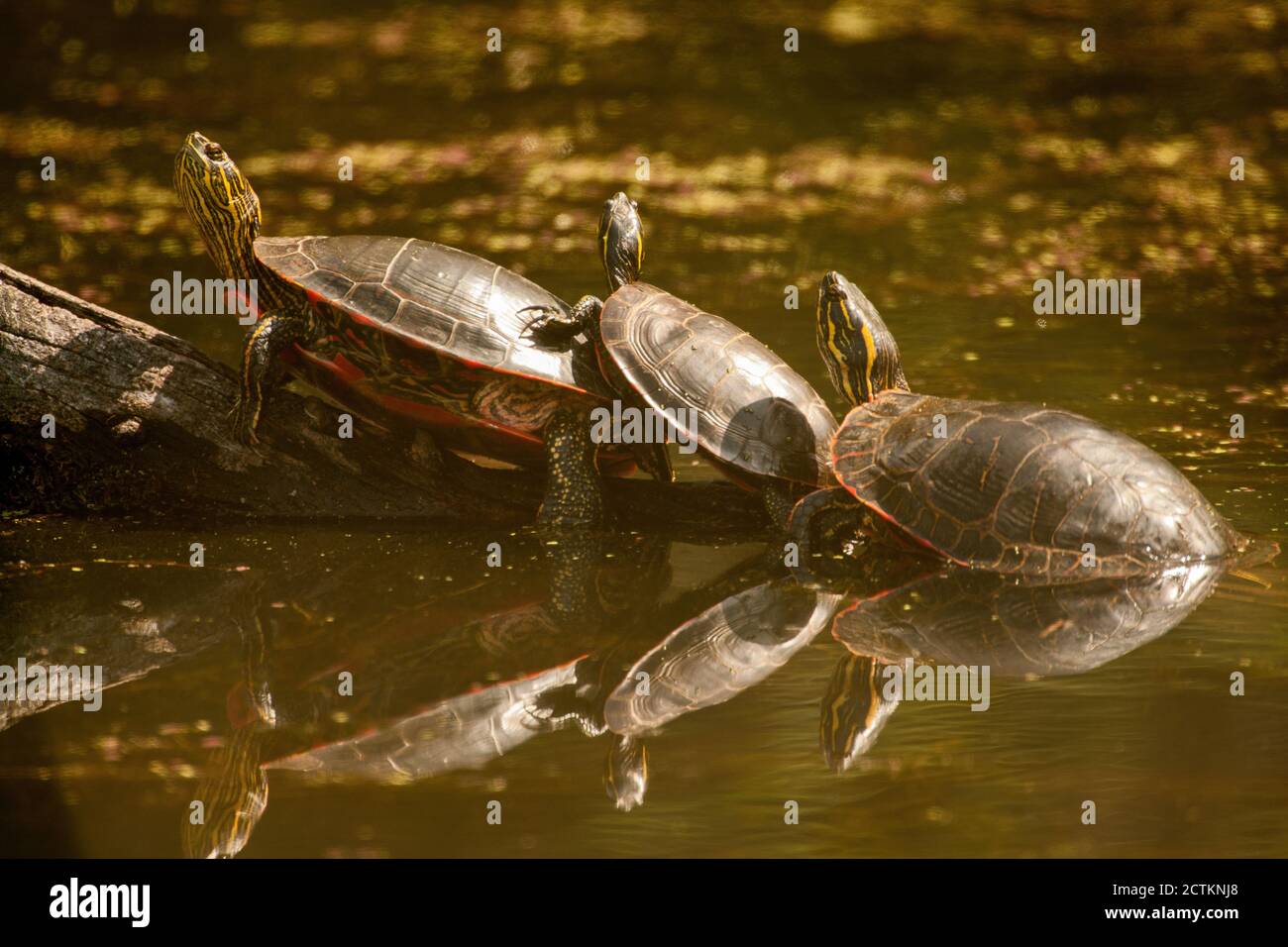 Ridgefield National Wildlife Refuge, Washington, USA. Tre tartarughe dipinte che si abbronzano su un tronco. Foto Stock