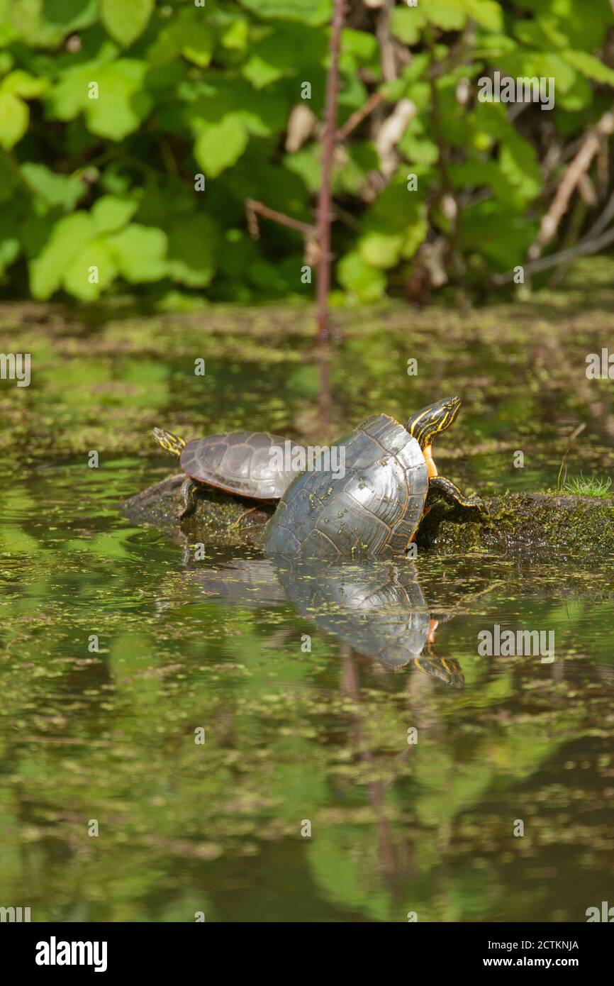 Due tartarughe dipinte che si abbronzano su un tronco in un ruscello in Ridgefield National Wildlife Refuge, WA Foto Stock