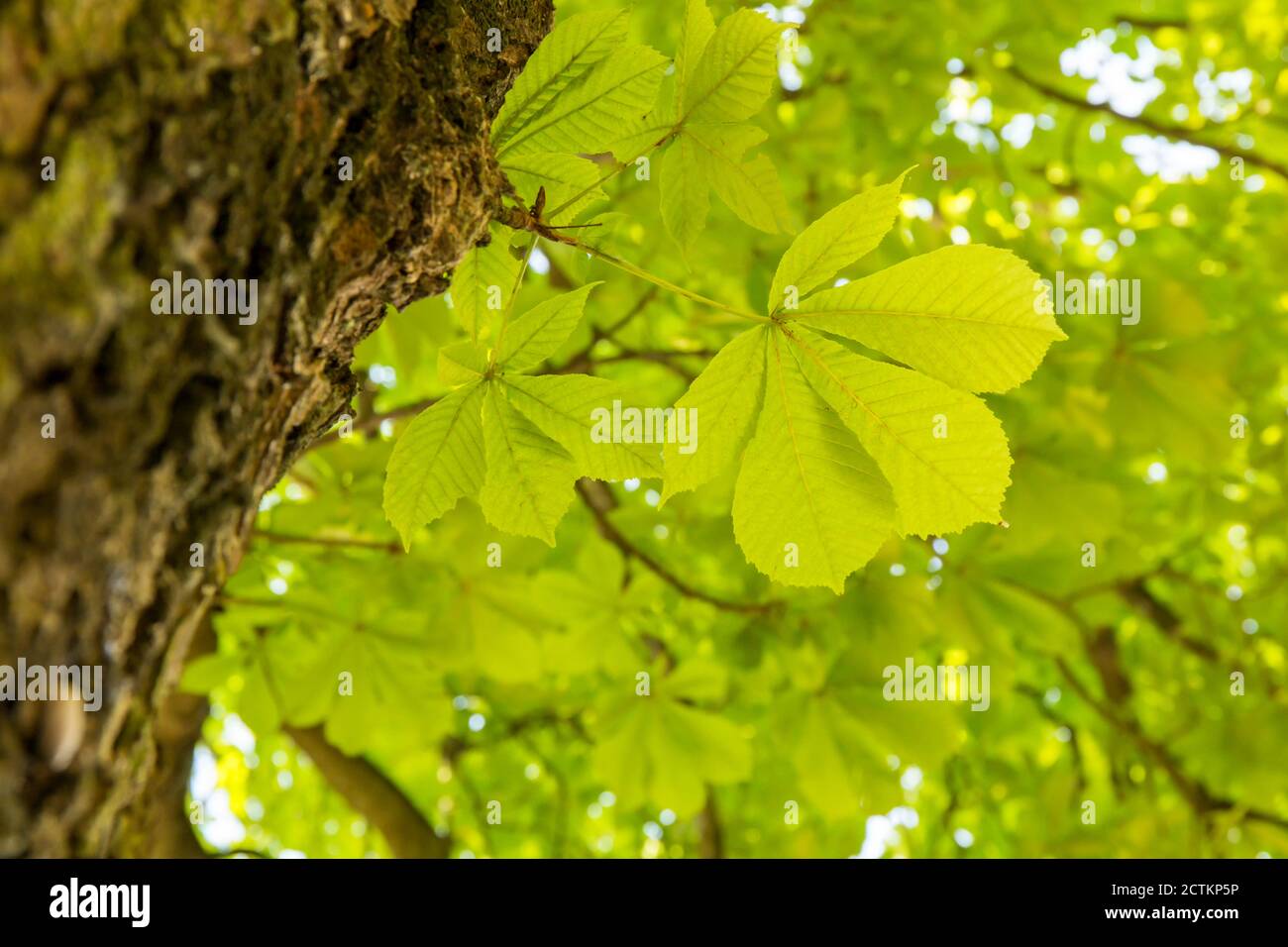 Todi, Umbria, Italia. Guardando verso l'alto su un vecchio albero di Cavallo-Castagno europeo. Foto Stock