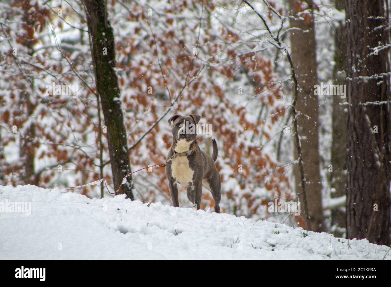 Un bulldog si alza guardare nella neve. Foto Stock