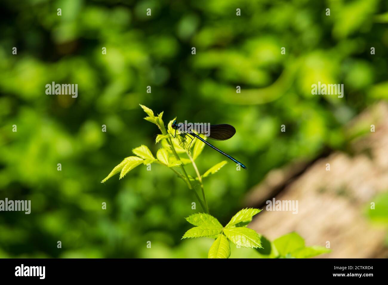 Un momento affascinante catturato: Una libellula delicatamente arroccata su una pianta, che mostra l'intricata bellezza della danza della natura Foto Stock