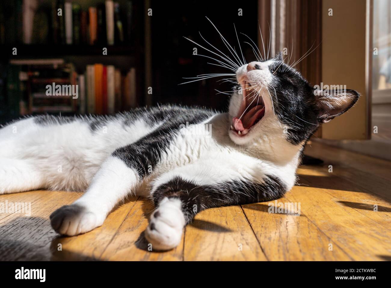 Momo il gatto sbadigliava mentre lei nupisce su un sole spot sul pavimento Foto Stock