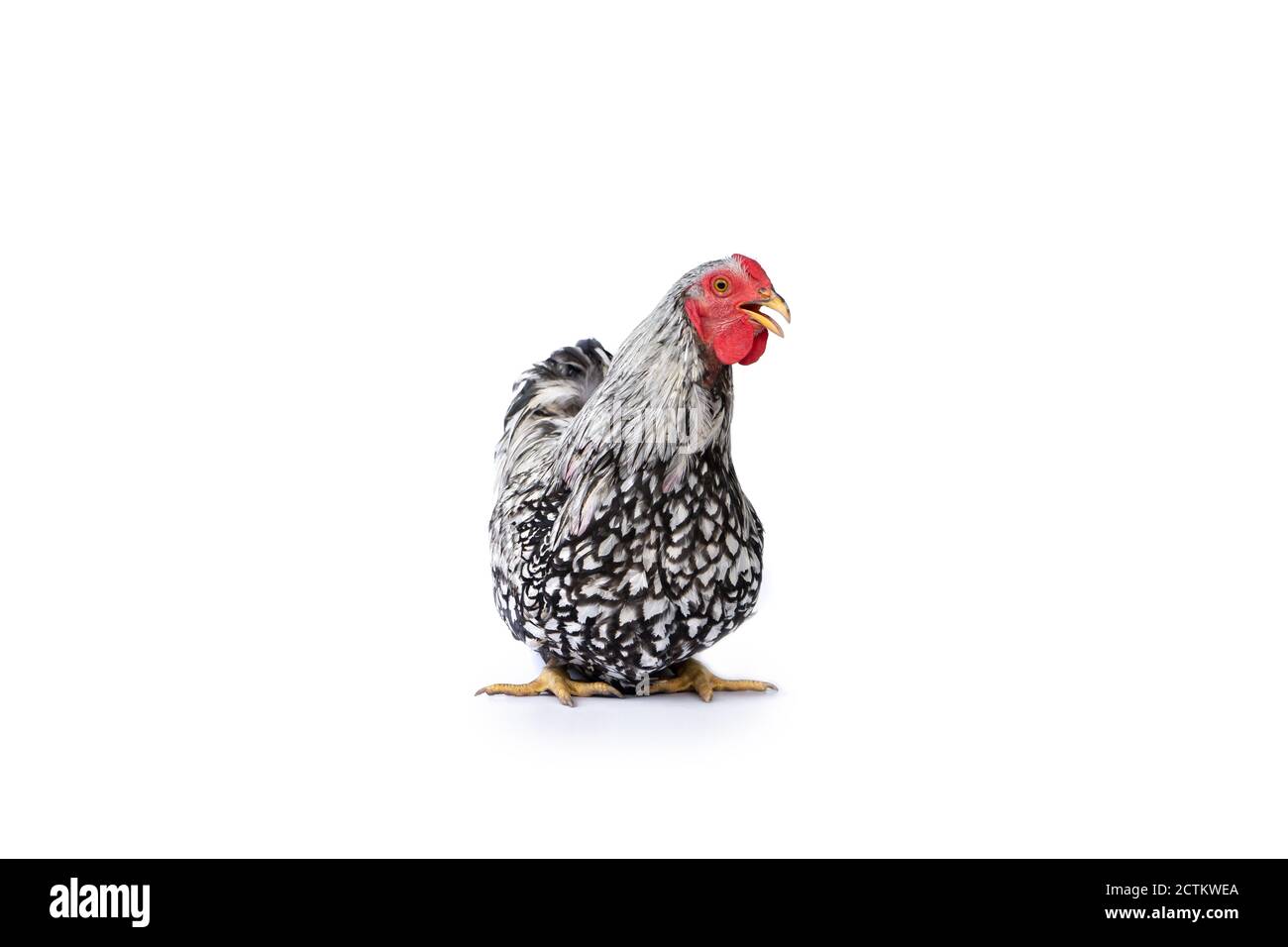 Pollo Wyandotte bianco isolato su una lampada da studio con sfondo bianco chiaro. Foto Stock