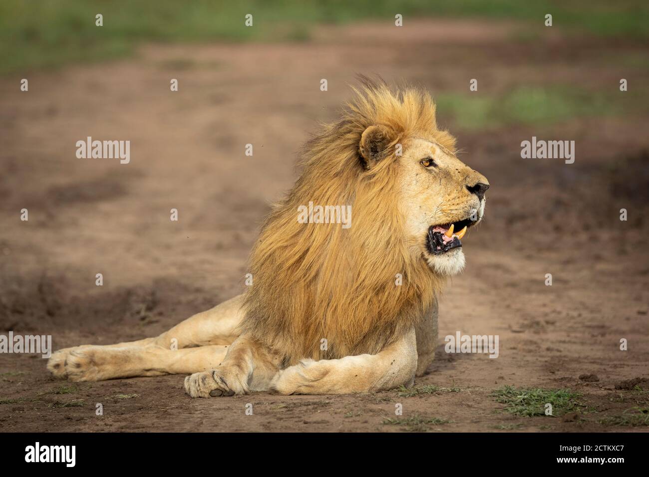 Leone maschio sdraiato nella strada guardando allerta a Serengeti Parco Nazionale in Tanzania Foto Stock