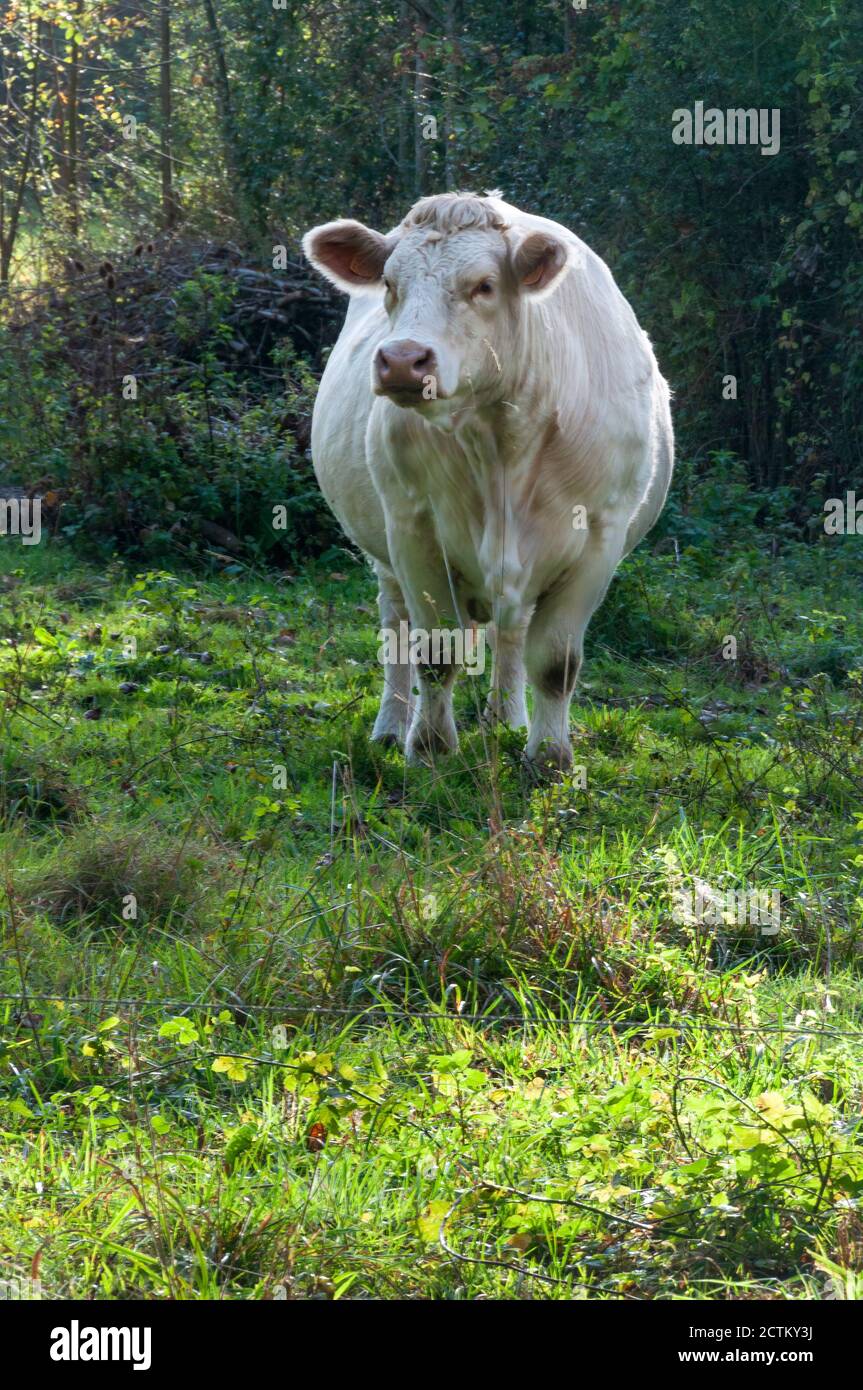 Mucca bianca, il pane Charolaise di bestiame in piedi in un prato nel pittoresco villaggio di Giverny in Normandia, Francia. Foto Stock