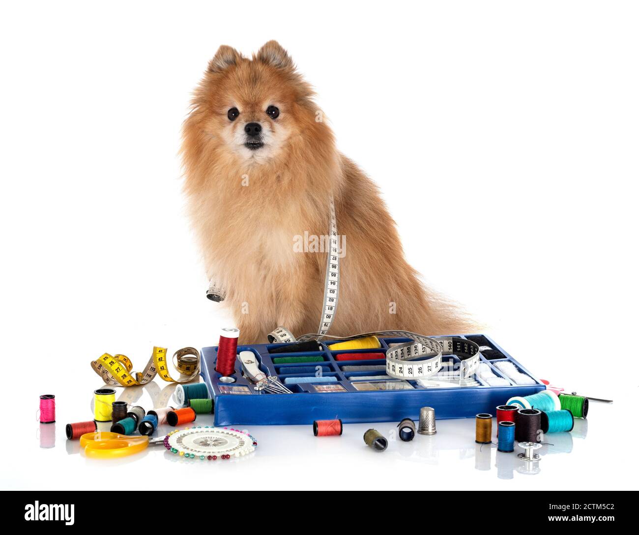 Accessori per cucire e piccolo cane di fronte a sfondo bianco Foto Stock