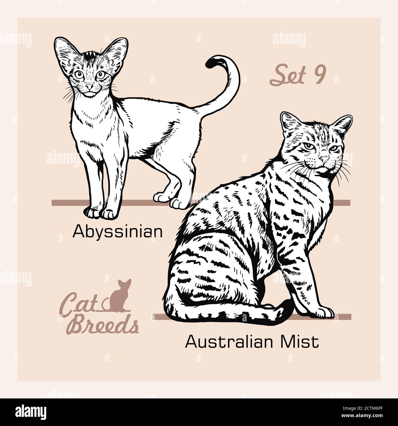 Razze di gatti - Abissinian, Australian Mist - gatti allegri isolati su bianco - insieme vettoriale Illustrazione Vettoriale