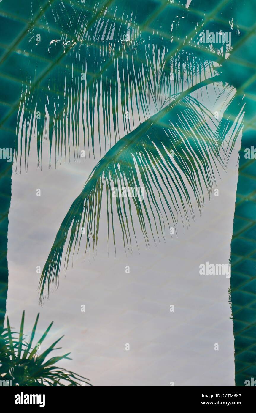 Immagine riflessa di palme in una tranquilla piscina blu con pavimento piastrellato. Foto Stock