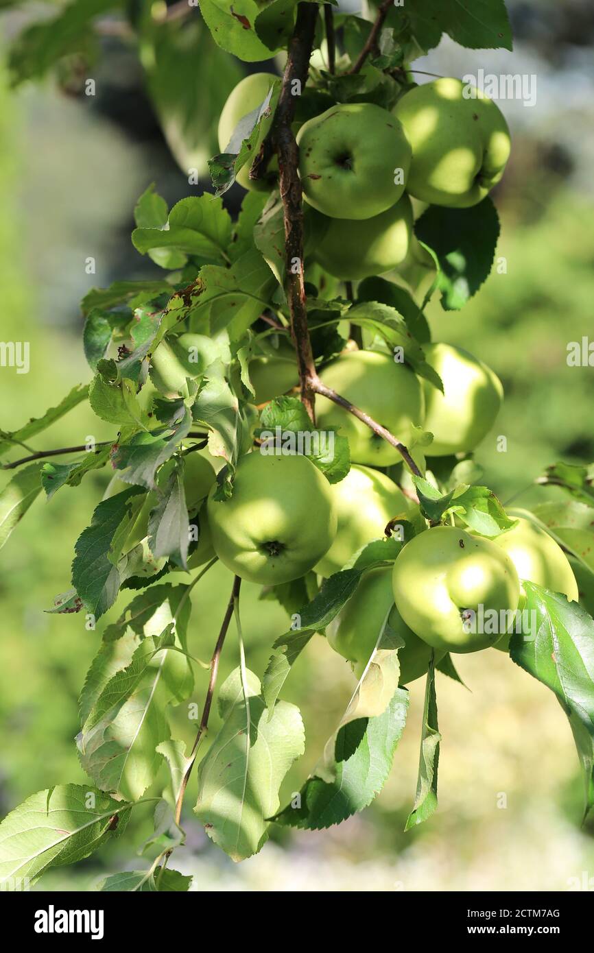 Apfel, Apple Foto Stock