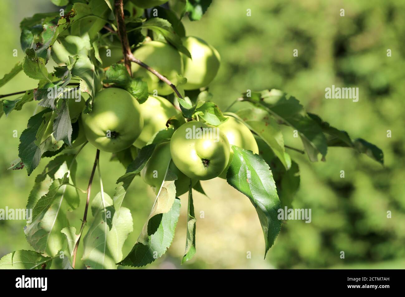 Apfel, Apple Foto Stock