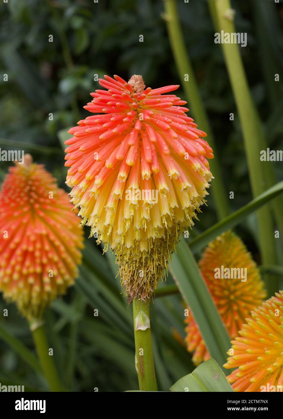 Lussureggiante vibrante immagine colorata di kniphofia o hot poker rosso Foto Stock