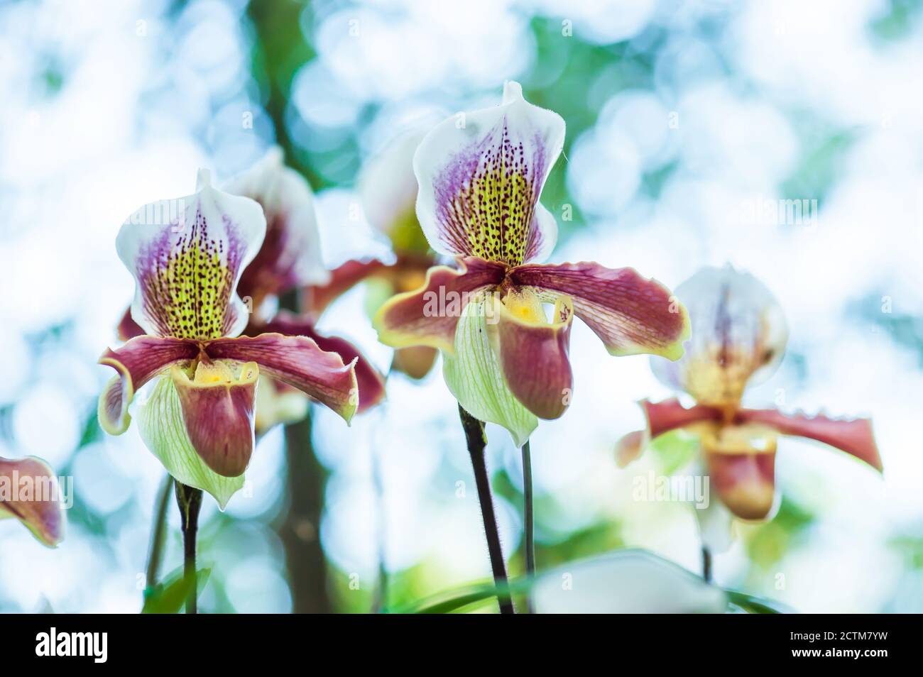 Primo piano di paphiopedilum appletonianum (Gower) Rolfe orchidee fiori in piena fioritura su naturale sfocato sullo sfondo. Foto Stock