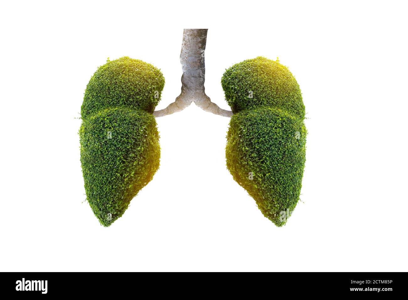 Illustrazione dell'albero polmonare (ambiente e medicina) Foto Stock