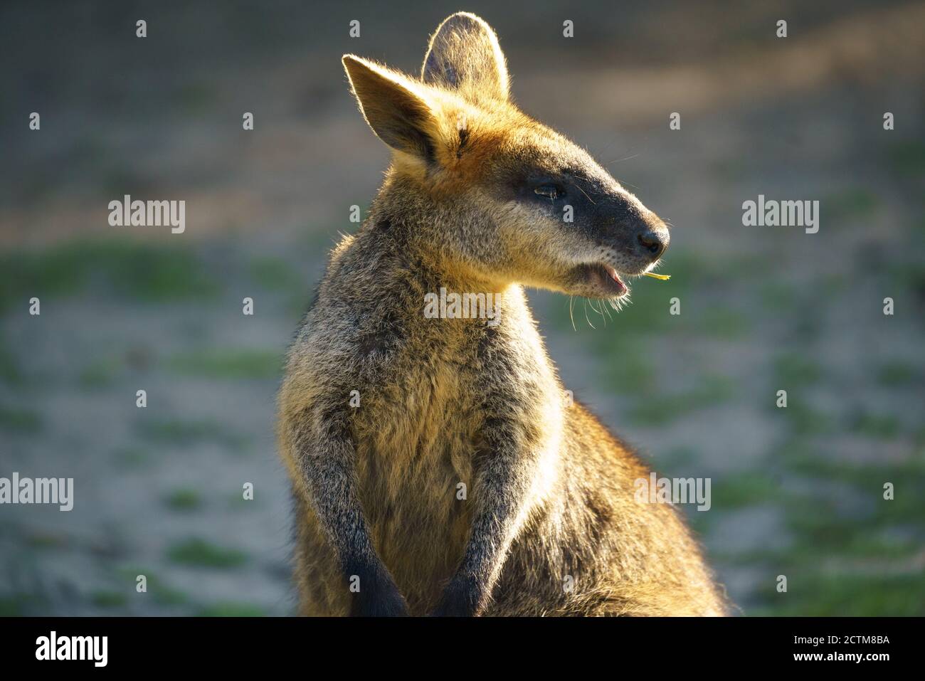 Cangorooh e bambino, animali, Australia Foto Stock