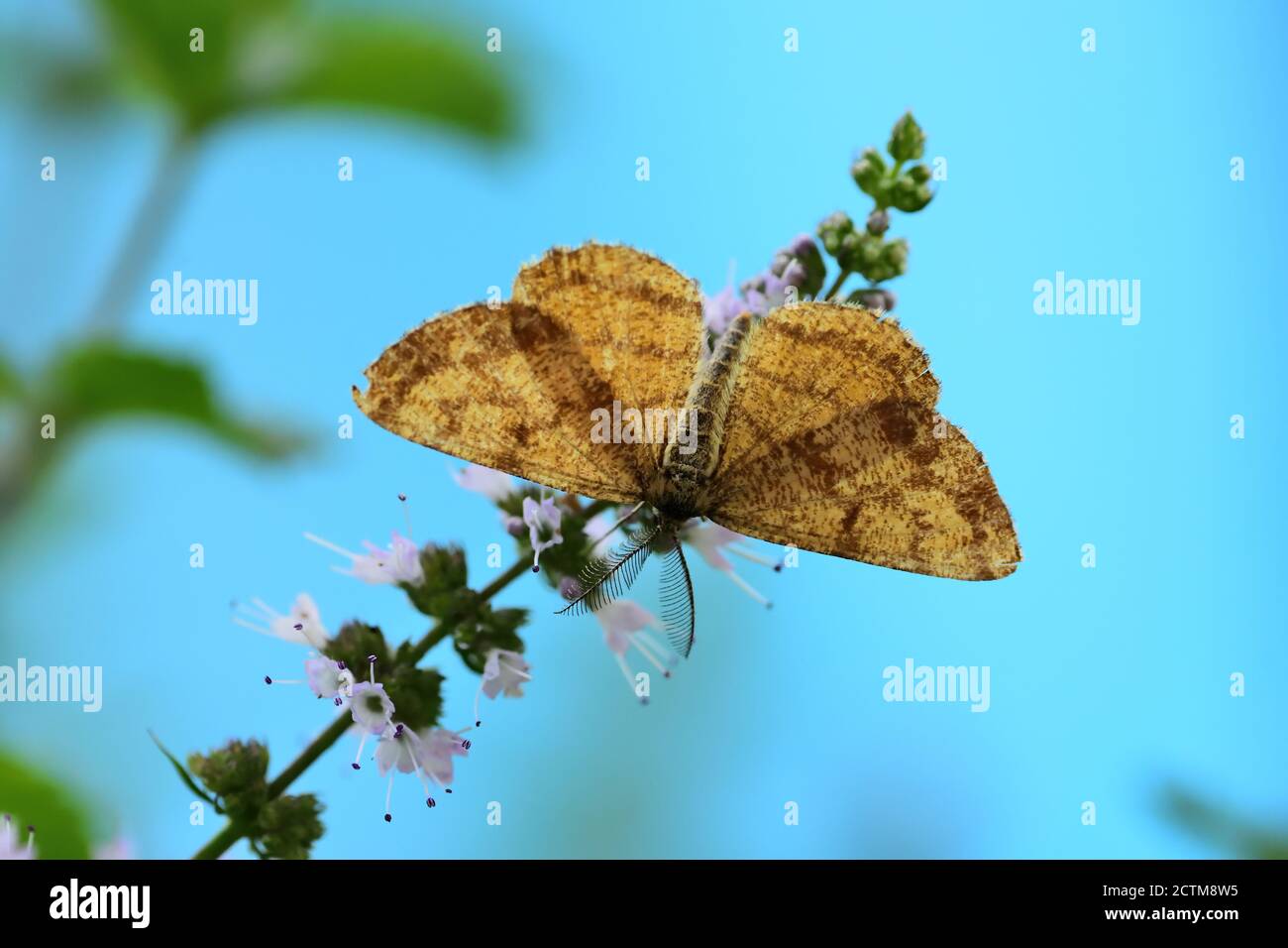 Falena comune (Hematurga atomaria) della famiglia Geometridae, fotografata con lenti macro su fiori di menta selvatica. Foto Stock