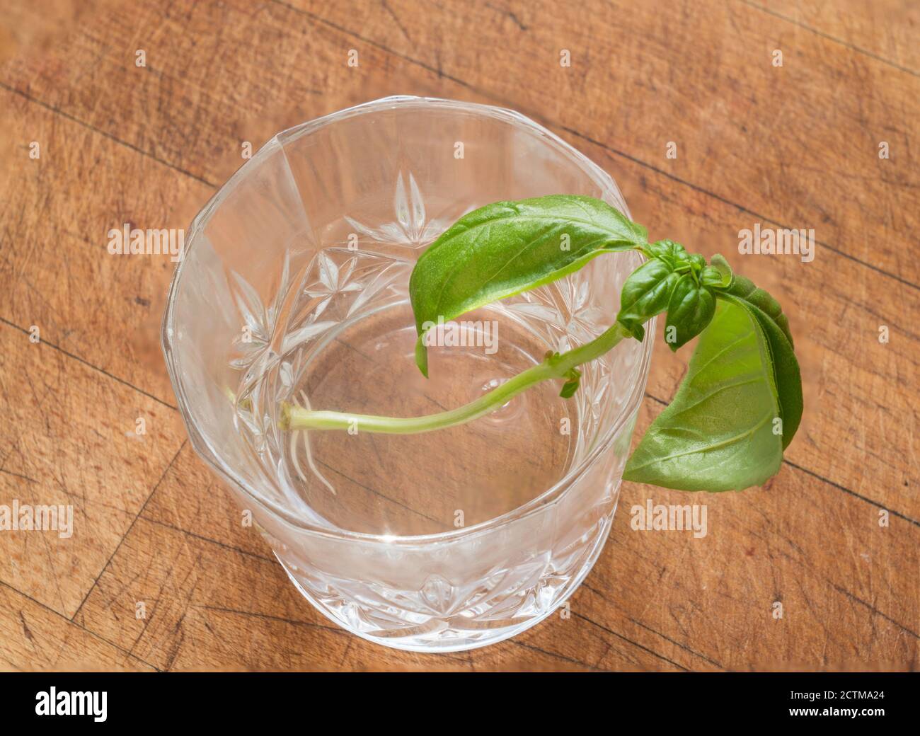 Ocimum basilicum, un basilico che taglia le radici in un bicchiere d'acqua Foto Stock