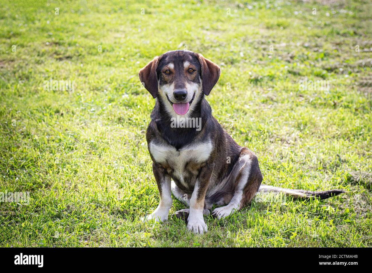 Cane felice e sorridente all'aperto in una soleggiata giornata estiva. Spazio di copia. Primo piano. Foto Stock