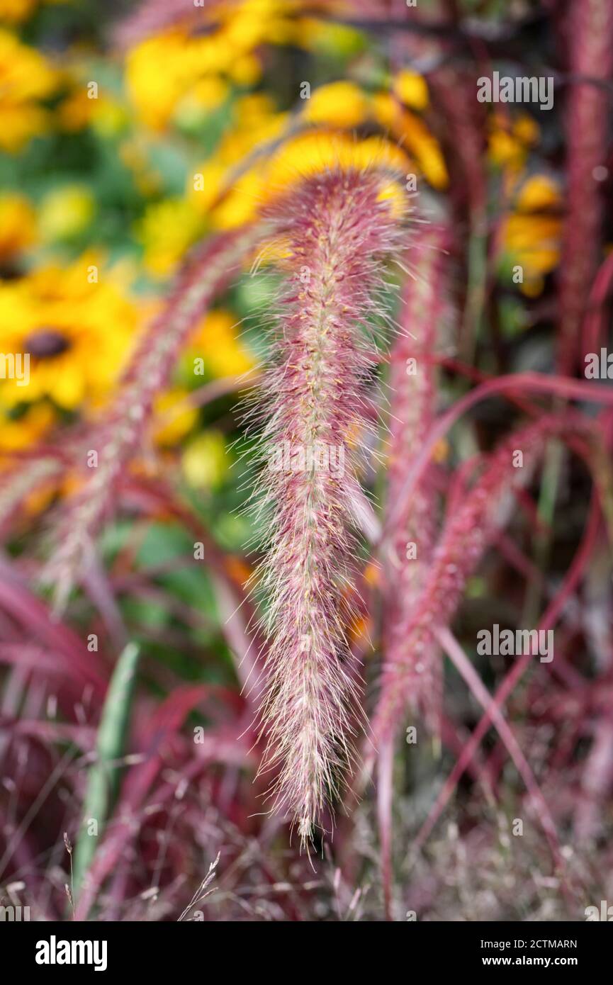Pennisetum setasceum "Fire Works" Foto Stock
