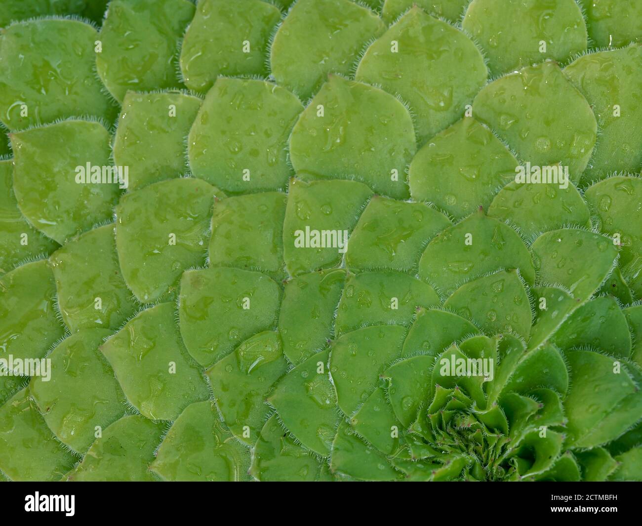 Primo piano del modello formato dalle foglie verdi sovrapposte Della pianta succulenta Aeonium tabuliforme con gocce d'acqua Foto Stock