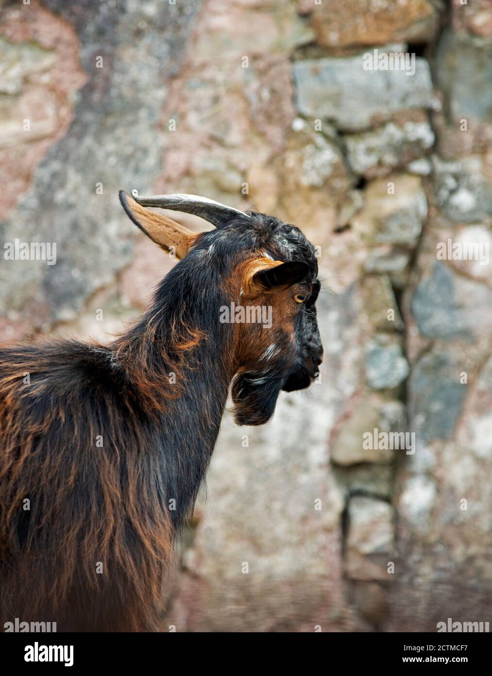 Capra di montagna con un corno rotto. Foto scattata in un villaggio situato sulla montagna di Psiloritis, Creta, Grecia. Foto Stock