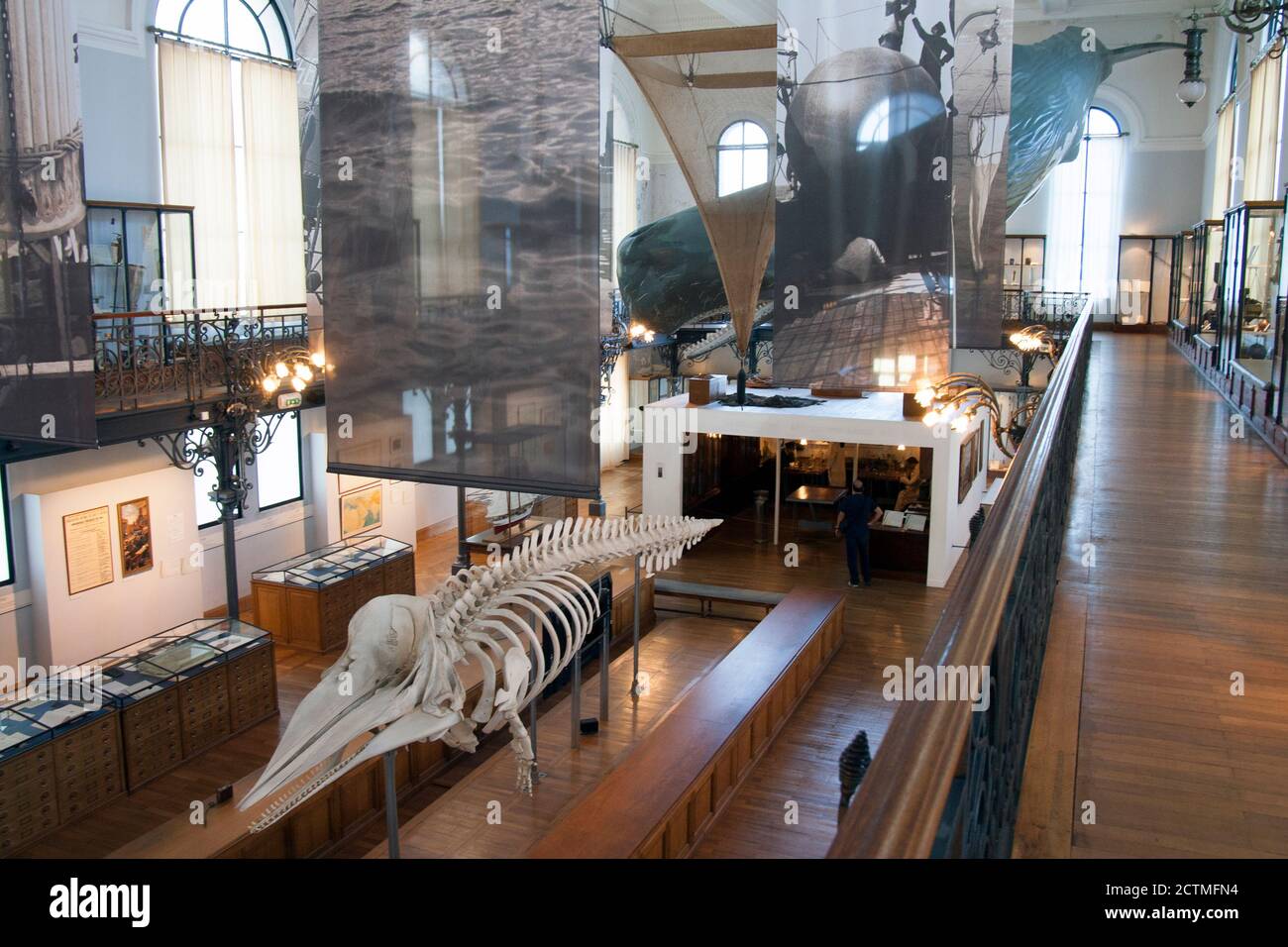Museo Oceanografico di Monaco Mockup e scheletro di una balena di sperma. Physeter macrocephalus o cachalot è la più grande delle balene dentate. Foto Stock
