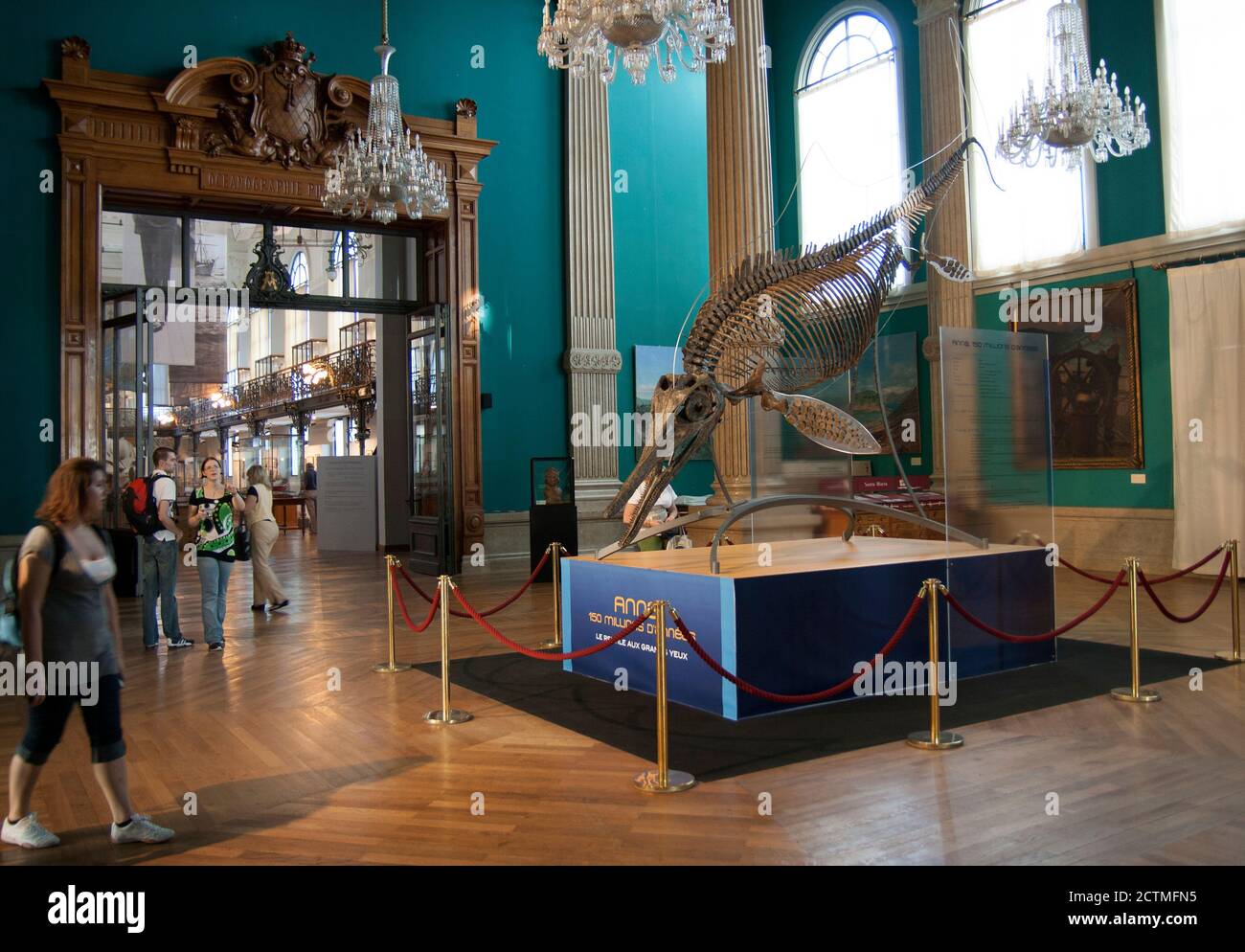 Museo Oceanografico di Monaco Wellcome, dice la creatura giurassica. Scheletro di un Oftalmosauro. Era un ittiosauro nel periodo medio giurassico. Foto Stock