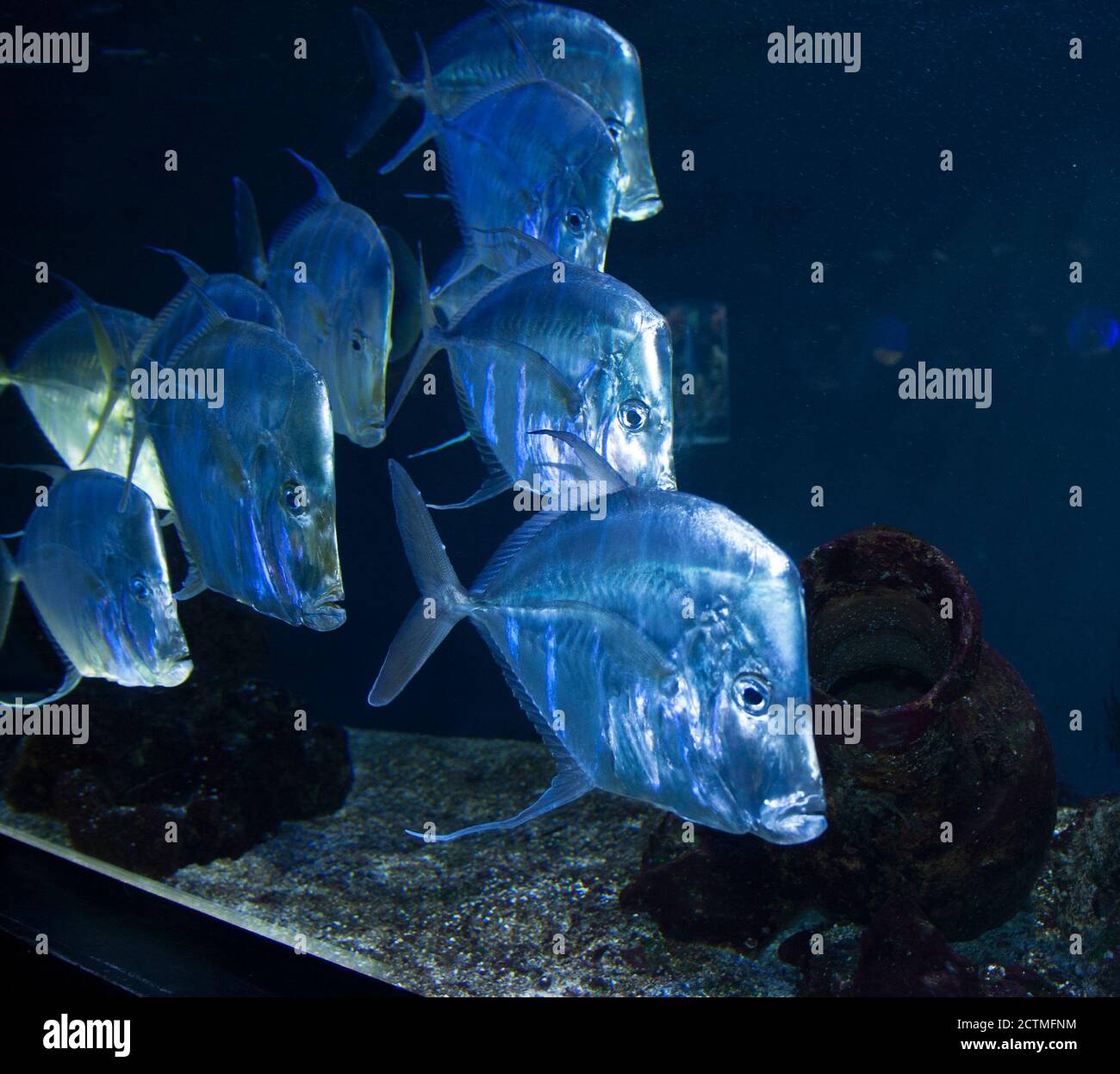 Museo Oceanografico di Monaco fila di volti tristi. Pesce argentato, vomero Selene in un acquario. Dollaro d'argento. Foto Stock