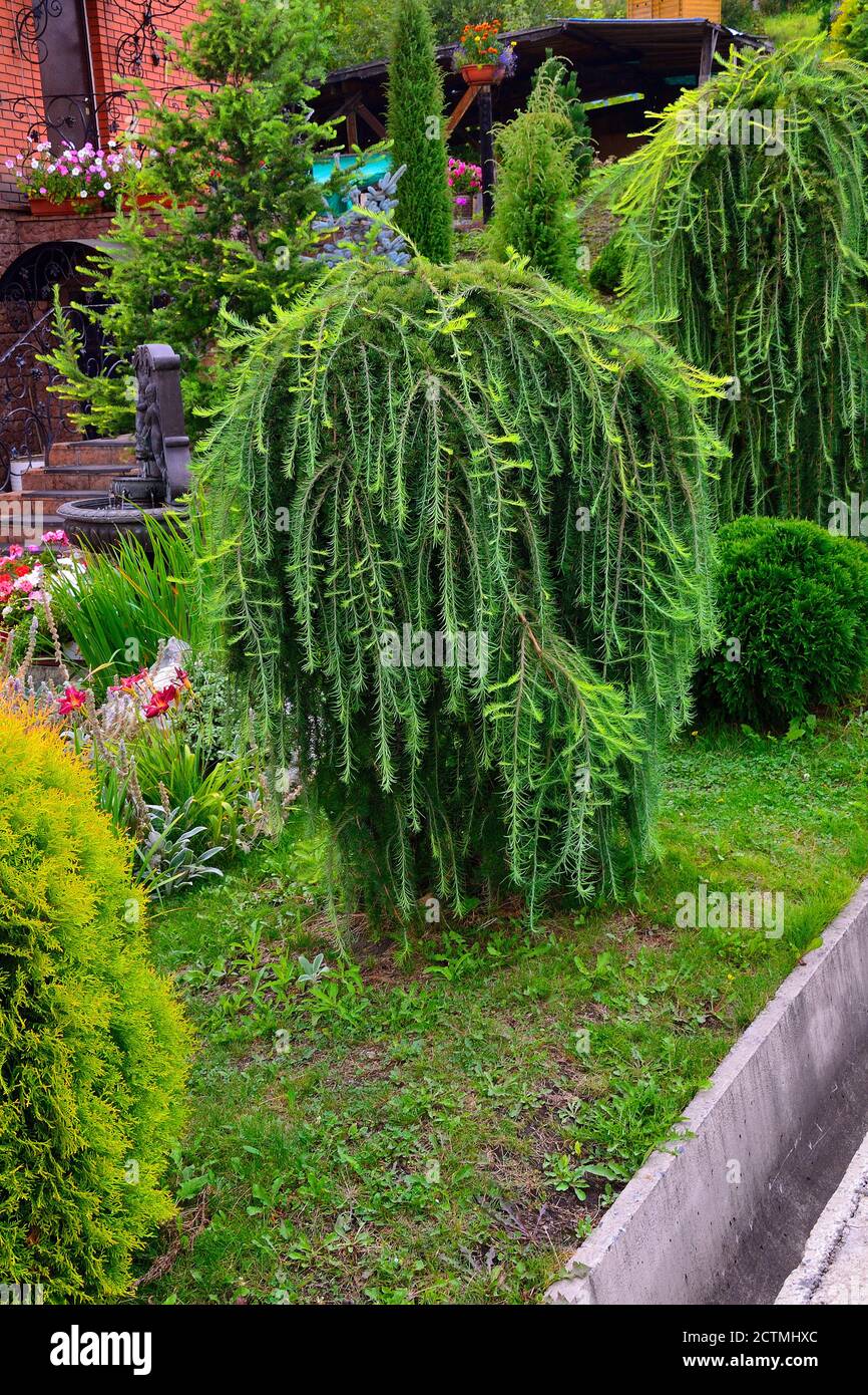Larice piangente di conifere ornamentale (Larix decidua Pendula) in giardino. Bella pianta decorativa su stam per la progettazione paesaggistica del parco Foto Stock