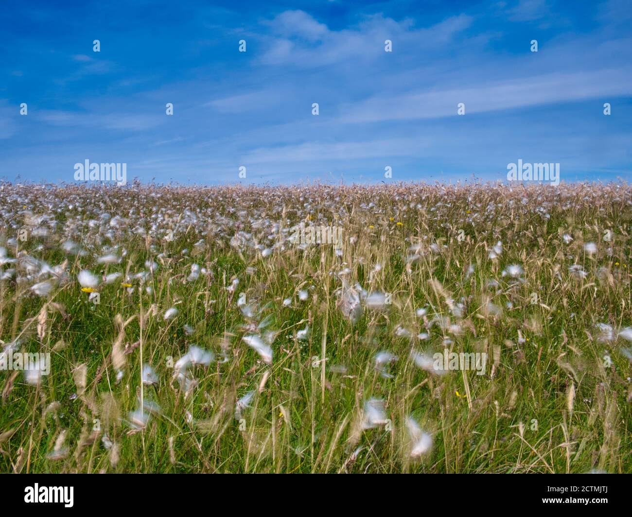 Con una lunga esposizione per produrre una sfocatura del movimento, una vista di fiori bianchi di cotone erba che soffia nel vento a Shetland, Scozia, Regno Unito Foto Stock