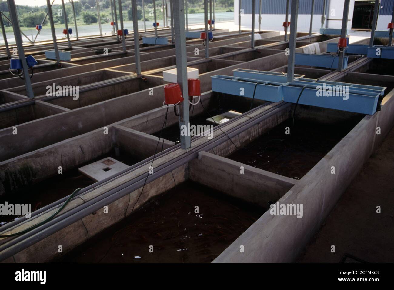 Vasche di cemento per l'allevamento di pesci di acquario tropicale a Singapore Foto Stock