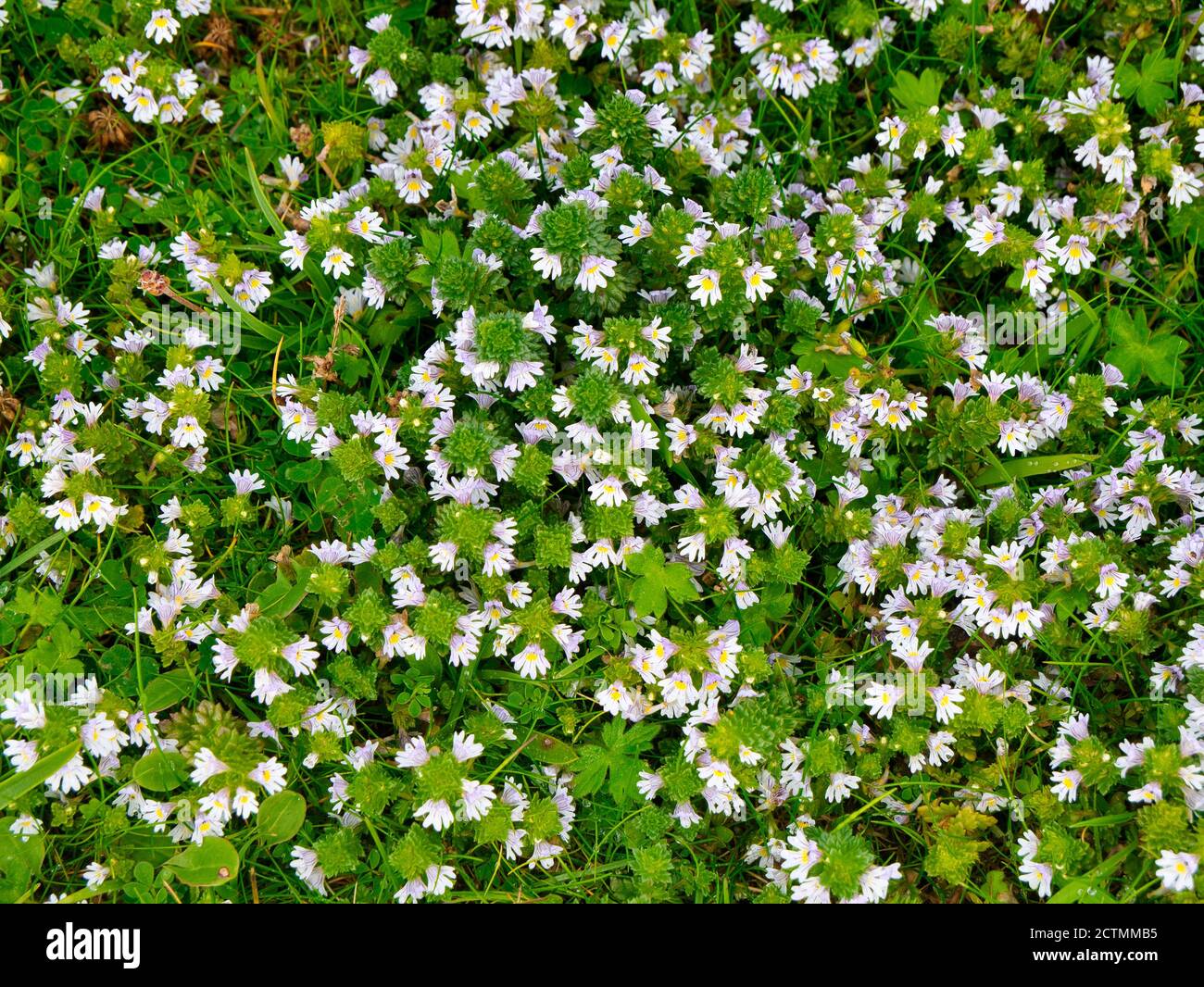 Primo piano di fiori di Eyebright (eufrasia officinalis) preso vicino Breckon sull'isola di yell a Shetland, Regno Unito in estate. Foto Stock