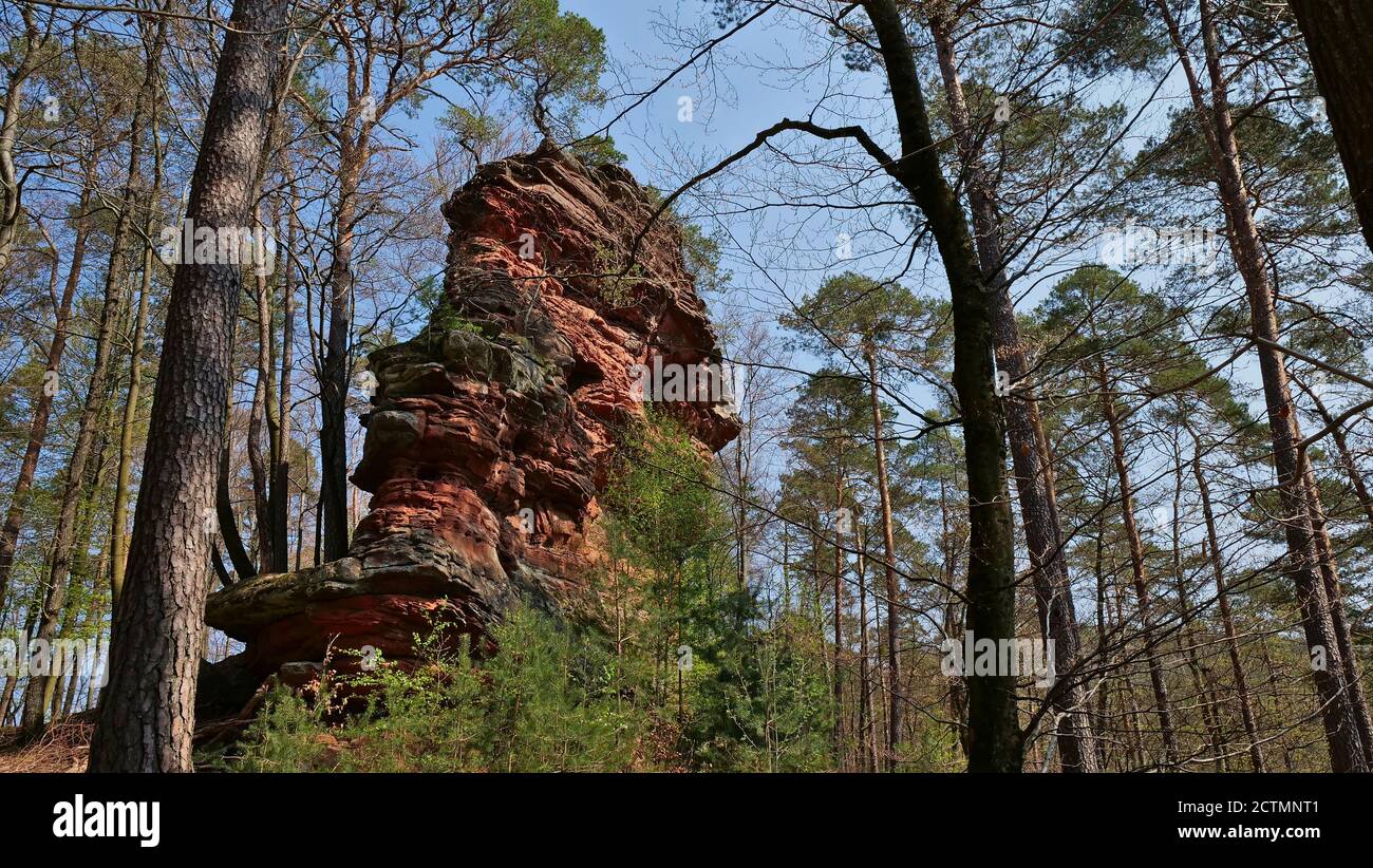 Pancake formazione di pietra arenaria marrone circondata da alberi di pino e foresta nella foresta di Palatinato vicino Dahn, Renania-Palatinato, Germania. Foto Stock