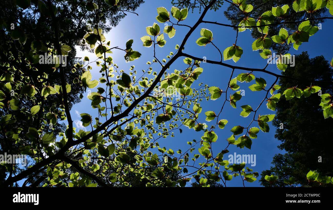 Foglie verdi in crescita di un faggio (fago, fagaceae) sparate dal basso con retroilluminazione e sole che scintillano attraverso le foglie. Foto Stock