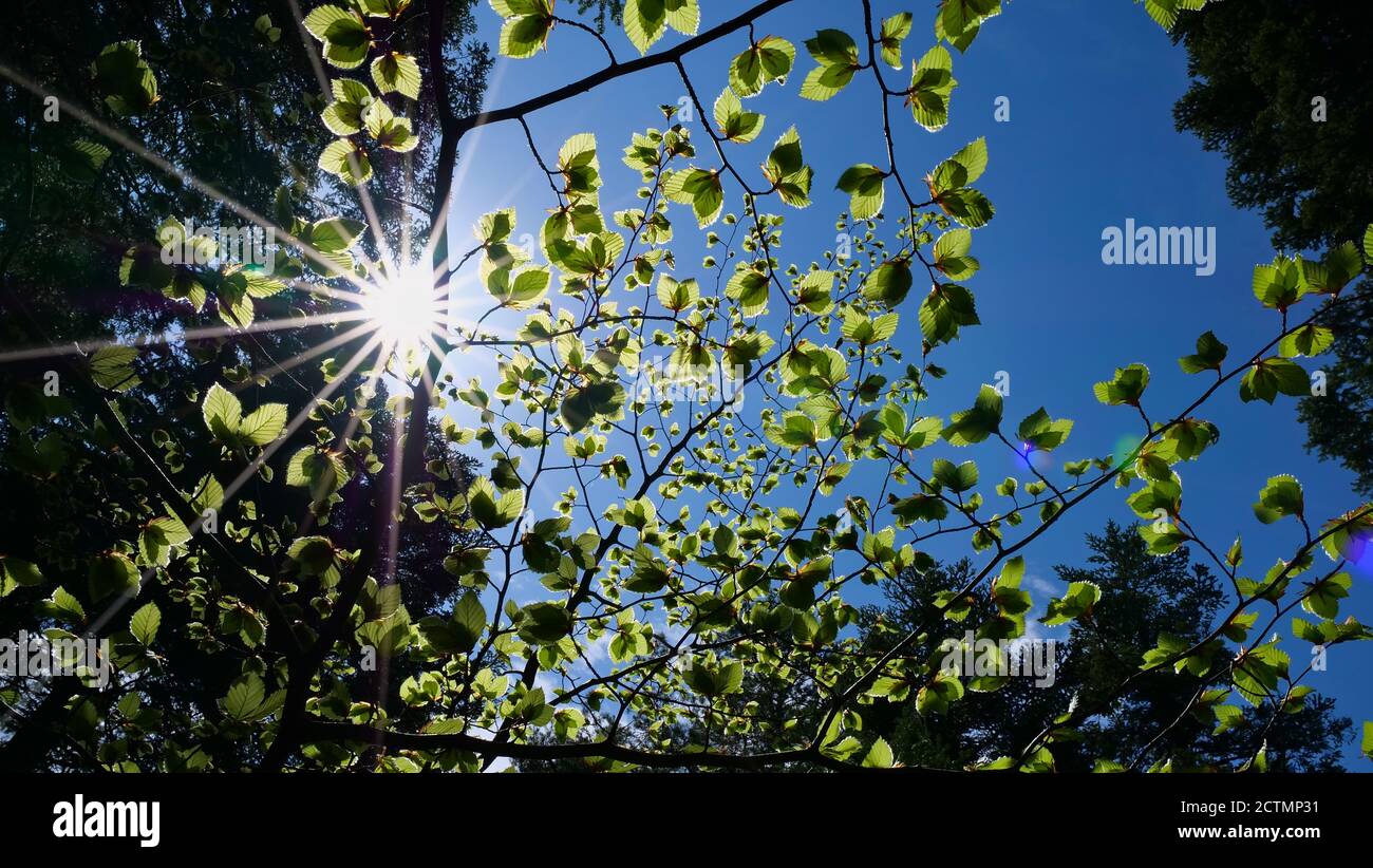 Foglie verdi in crescita di un faggio (fago, fagaceae) sparate dal basso con retroilluminazione e stella di apertura con sole che splenda attraverso le foglie. Foto Stock