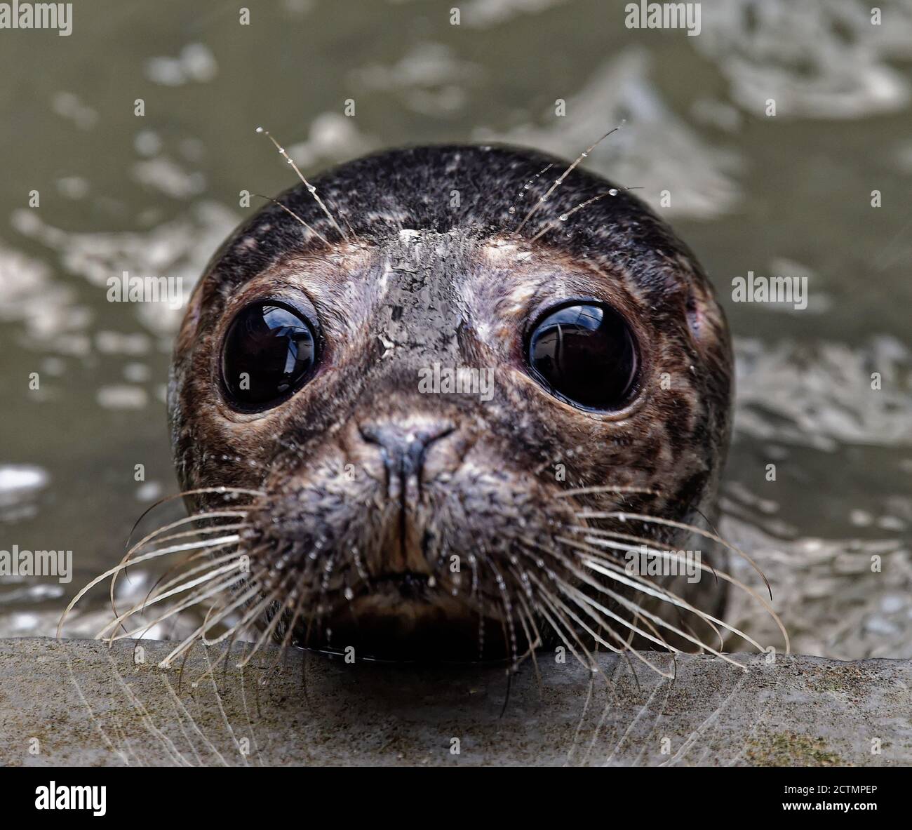 Gray Seal (Halichoerus grypus) Juvenile, in cura in piscina all'aperto. Foto Stock