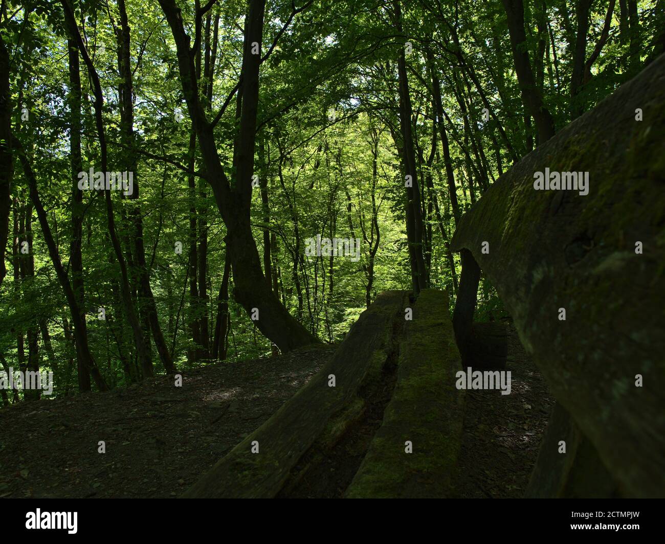 Vecchio banco di riposo in legno intemperato nella foresta con alberi decidui vicino a Bingen am Rhein, Renania-Palatinato, Germania nella soleggiata giornata di primavera. Foto Stock