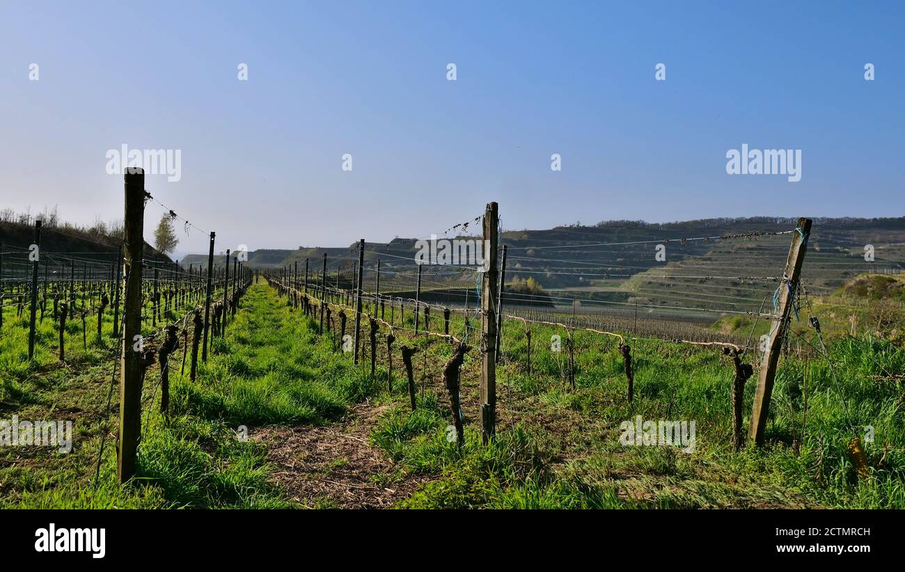 Vigneto in piano al sole serale con erba in crescita tra e colline terrazzate in background in una giornata di sole a Kaiserstuhl, Baden-Wuerttemberg, Germania Foto Stock